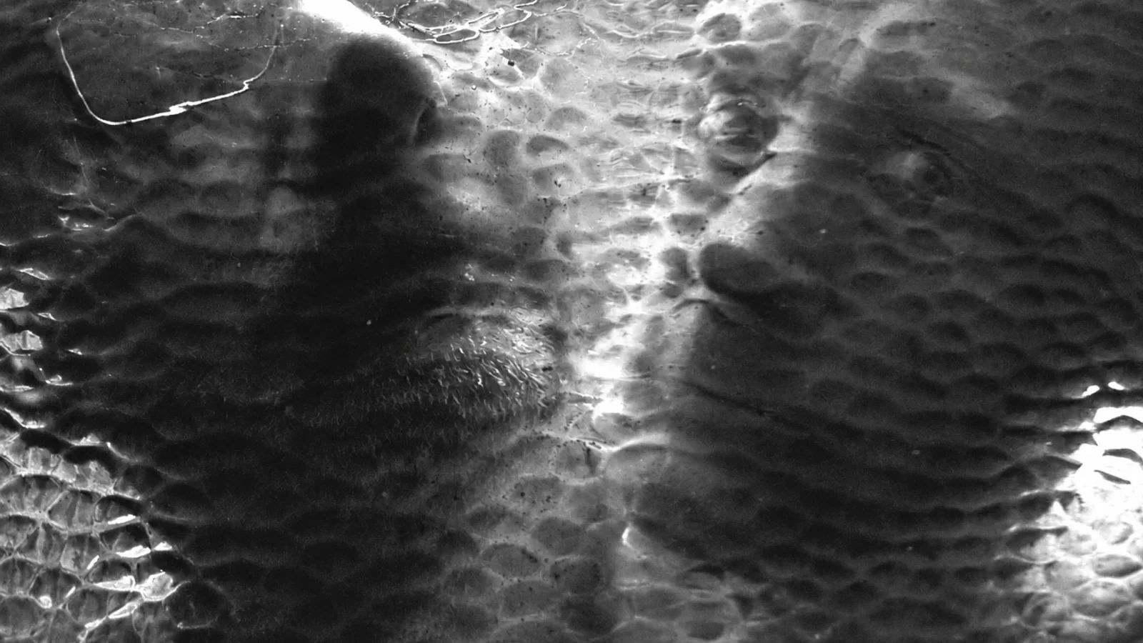 O Yuki Conjugate seen through textured glass in an abstract double portrait.