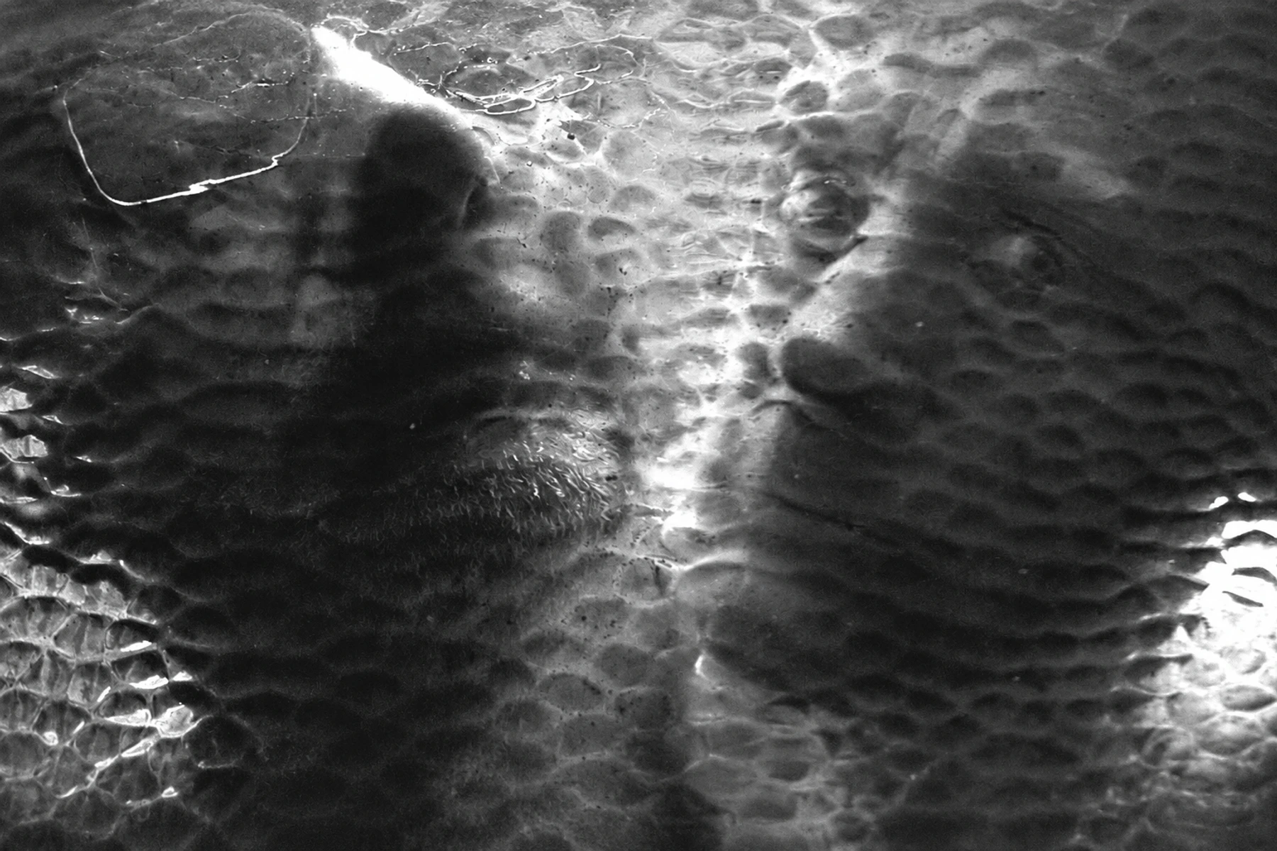 O Yuki Conjugate seen through textured glass in an abstract double portrait.