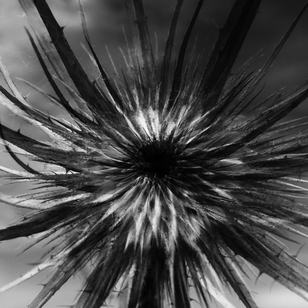 Daniel Menche — Jugularis release artwork