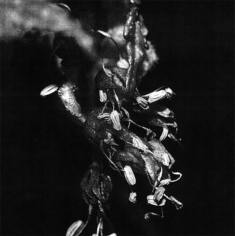 Mike Shiflet — Sufferers release artwork