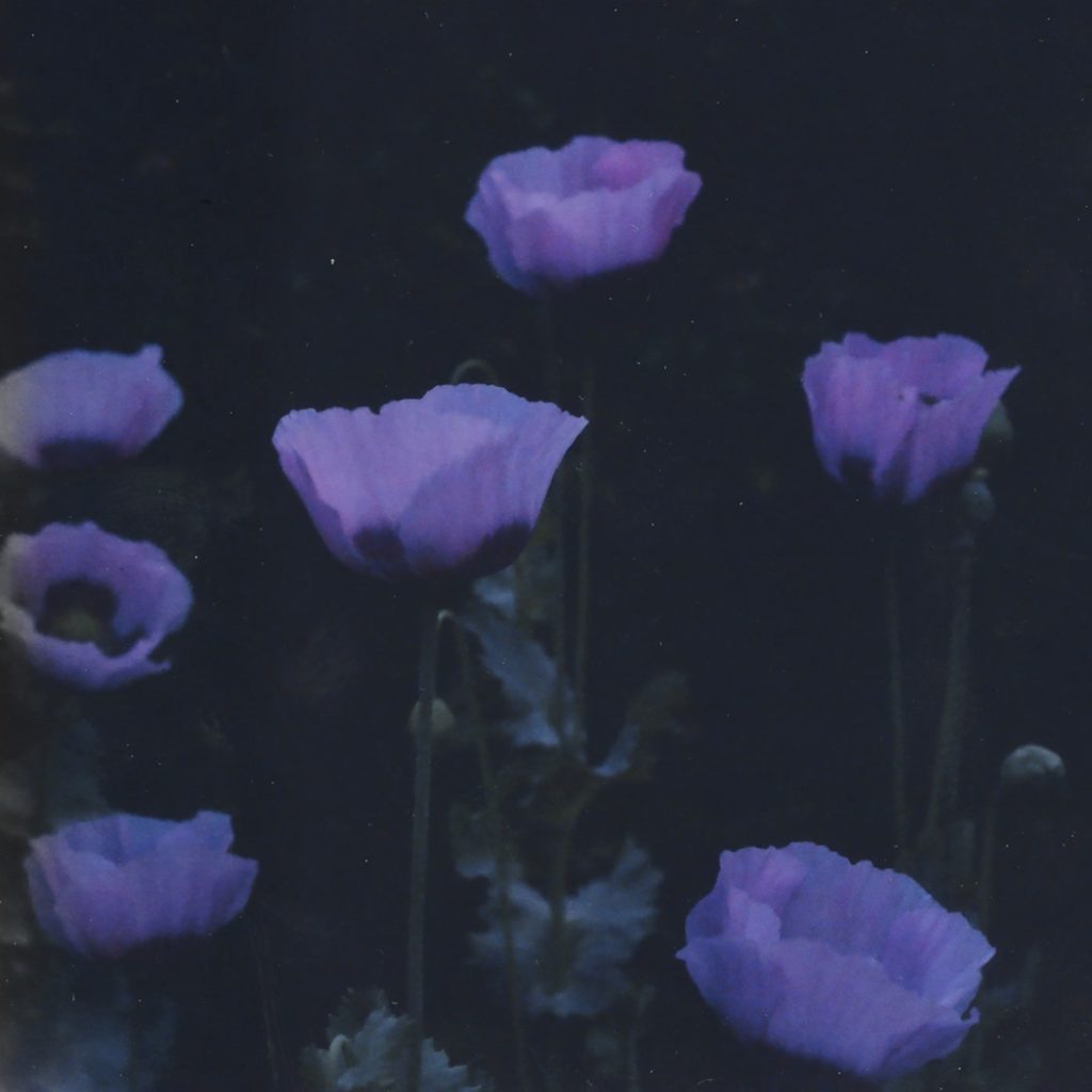 Paper Dollhouse — The Walled Garden release artwork