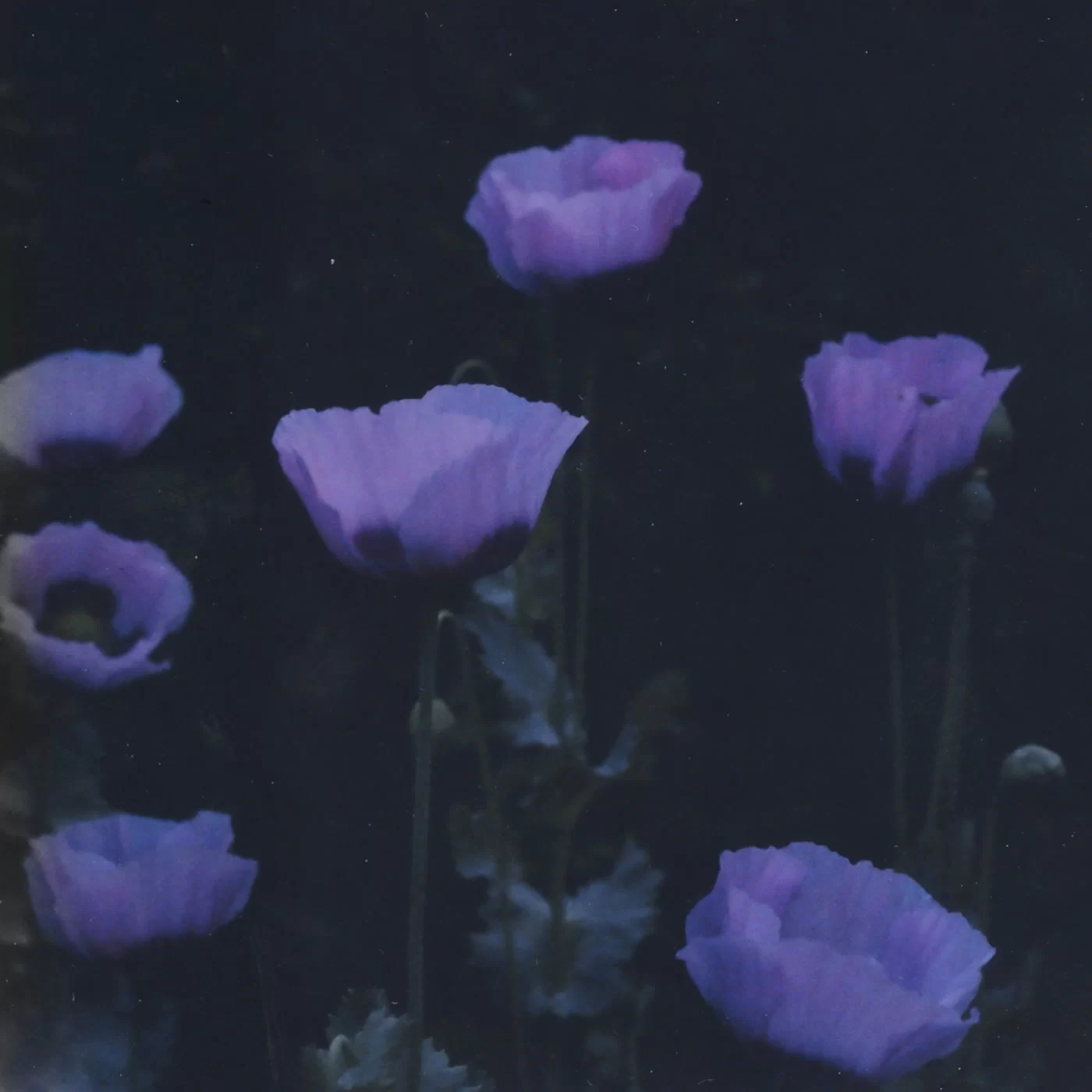Paper Dollhouse — The Walled Garden, original cover
